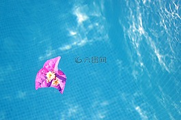 開花,植物區(qū)系,花的
