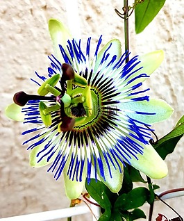 夏季,花,開花