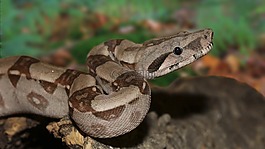 皇帝蛇,boa,蛇