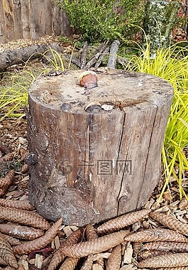 部落,發(fā)言,橡樹