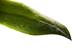 葉子,滴,光