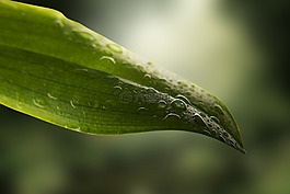 葉子,滴,光