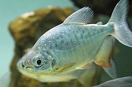 魚(yú),水族館,游泳