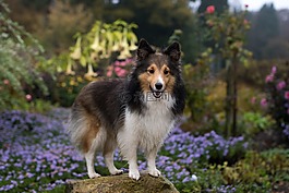 狗,sheltie,贱人