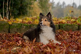 狗,sheltie,动物肖像