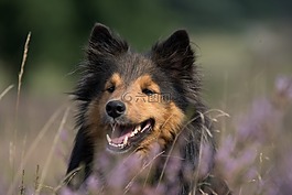狗,sheltie,动物肖像