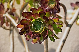 多汁,植物學,綠色