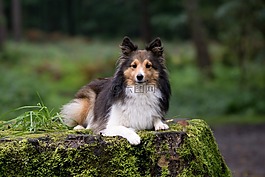 狗,sheltie,动物肖像