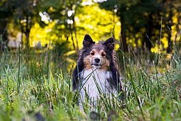 狗,sheltie,动物肖像