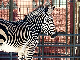 斑馬,動(dòng)物園,條紋