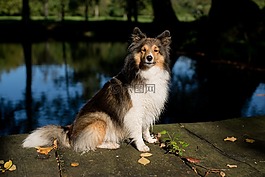 狗,sheltie,动物肖像