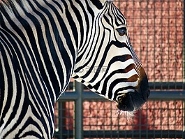 斑馬,動(dòng)物園,條紋