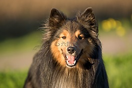 狗,sheltie,动物肖像