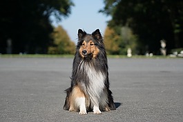 狗,sheltie,动物肖像