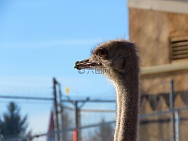 鴕鳥(niǎo),鳥(niǎo),動(dòng)物園