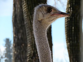 鴕鳥(niǎo),鳥(niǎo),動(dòng)物園