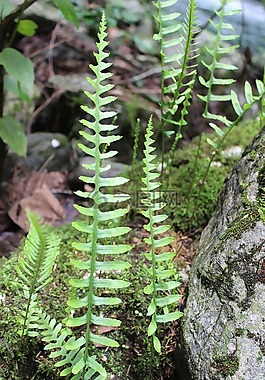 蕨,性質(zhì),植物