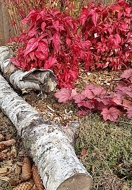 樺木,苔,花園