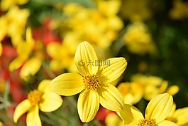 金玛丽,鬼针 ferulifolia,goldweizahn