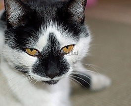 貓,動物,寵物