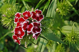 花,康乃馨,野生