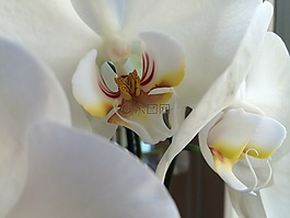 白,蘭花,花卉