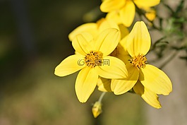 金玛丽,鬼针 ferulifolia,goldweizahn