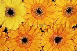 背景,盛開(kāi),開(kāi)花
