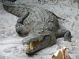 鱷魚,野生,爬行動物