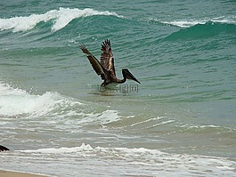 鳥(niǎo),海洋,水