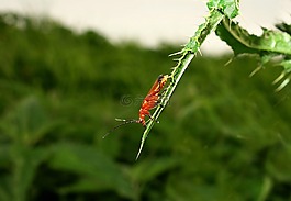 昆蟲,甲蟲，昆蟲,甲蟲