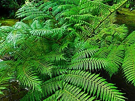 葉子,植物,自然