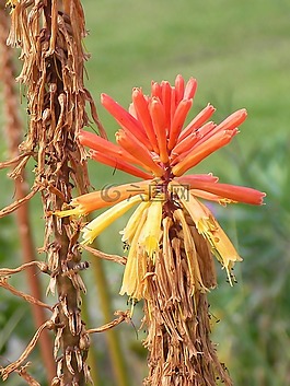 kniphofia,红热扑克,tritoma