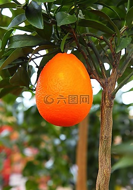 枝杈,柑橘,美味