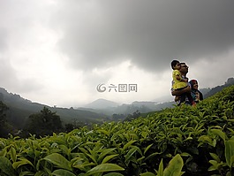 t恤,茶園,家庭