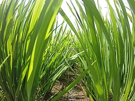 芦苇,草,绿色