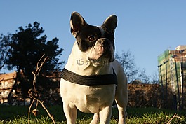 牛頭犬,狗,寵物