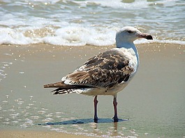 鳥(niǎo),海,鷗