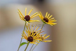 鮮花,黃色,黃色的花朵
