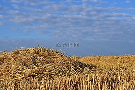秸稈,字段,殘株