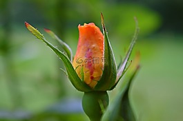性質(zhì),鮮花,玫瑰