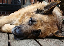德國(guó)牧羊犬,狗,睡眠