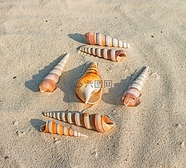 海貝殼,沙,海灘