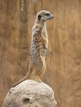 猫鼬,suricate,动物