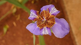 orquideas,花卉,紫