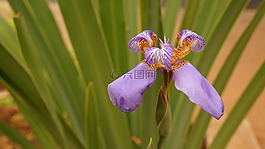 orquidea,花卉,植物