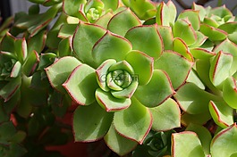 多汁,echeveria,園藝