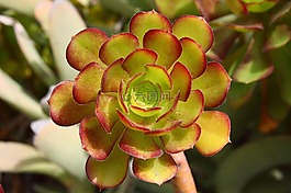 多汁,echeveria,植物