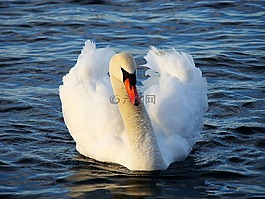 天鵝,鳥,動(dòng)物
