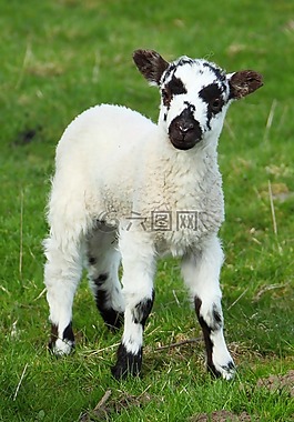 動(dòng)物,嬰兒,可愛